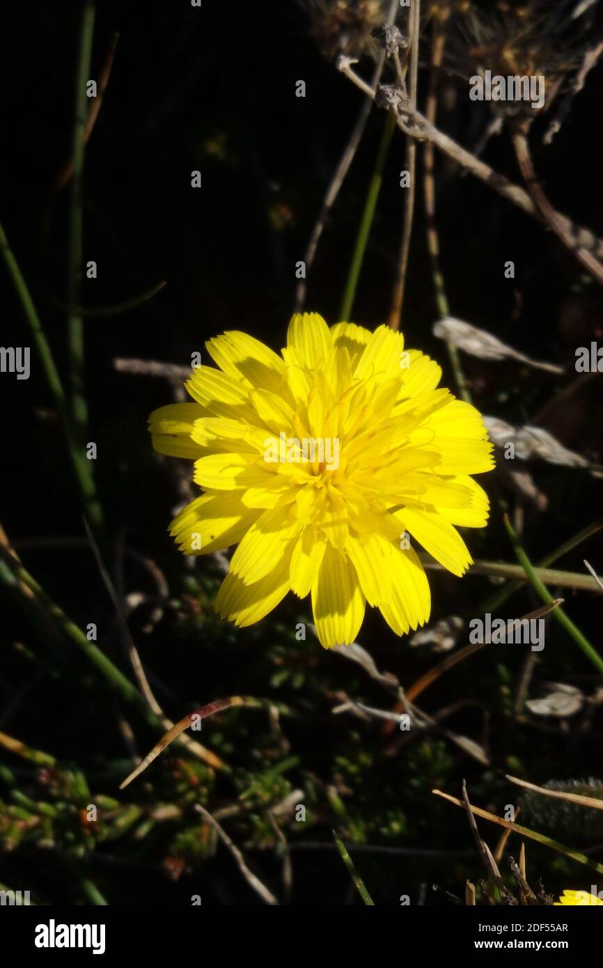 Smooth Hawksbeard ( Crepis capillaris ) Yellow Composite Wildflower, Flowering in September, UK Stock Photo