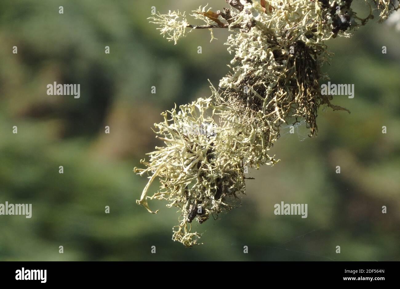 Oak Moss Lichen ( Evernia prunastri ) Growing on Tree Branch, UK Stock Photo
