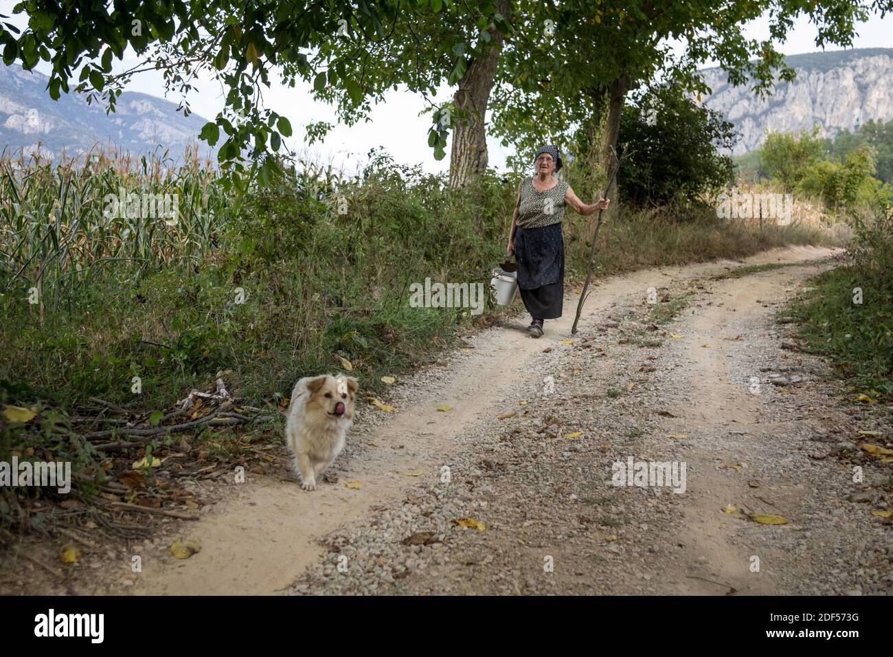 NIS, SERBIA - SEPTEMBER 3, 2016: Old senior woman, a peasant, walking with her shepherd dog on a dirtpath in the countryside of Nis, in the Suva plani Stock Photo