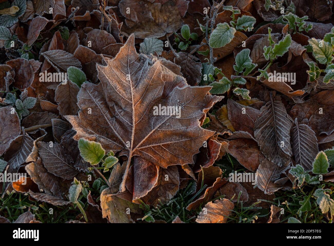 Bunte Blätter bei Sonnenaufgang im Winter mit Rauhreif Stock Photo