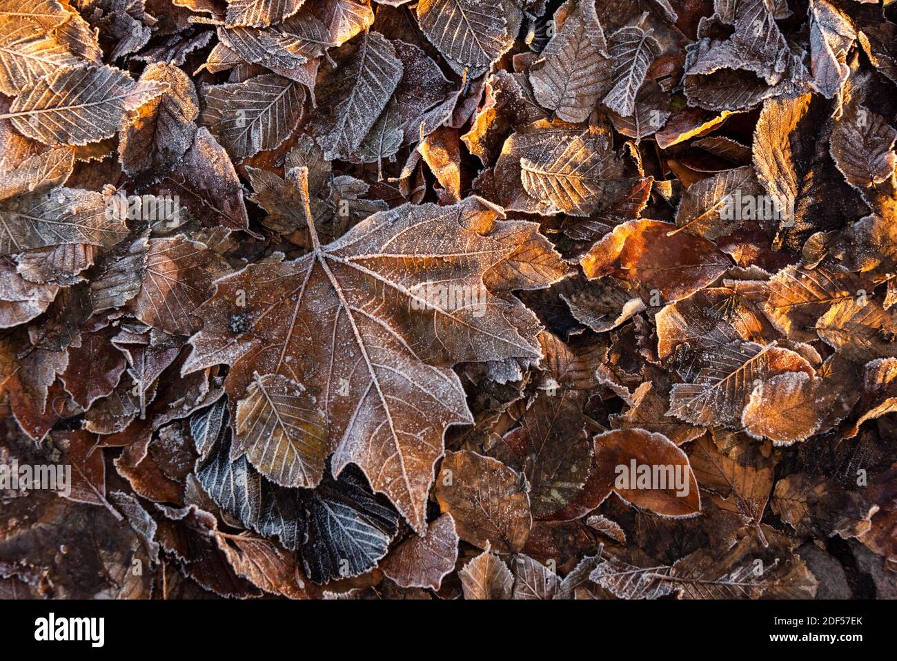 Bunte Blätter bei Sonnenaufgang im Winter mit Rauhreif Stock Photo