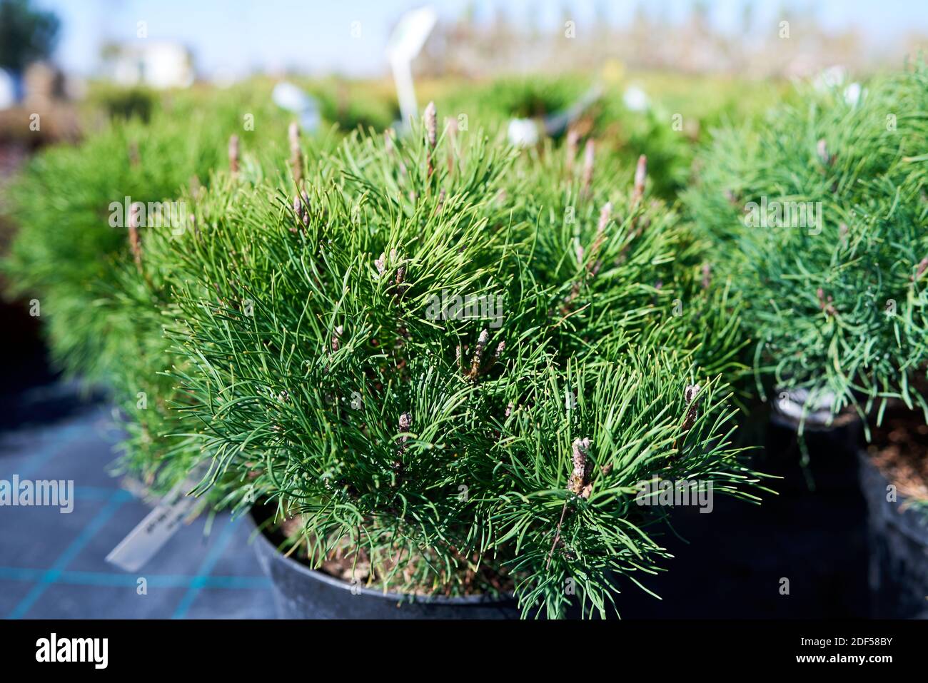 Pinus mugo montana grows in a nursery Stock Photo