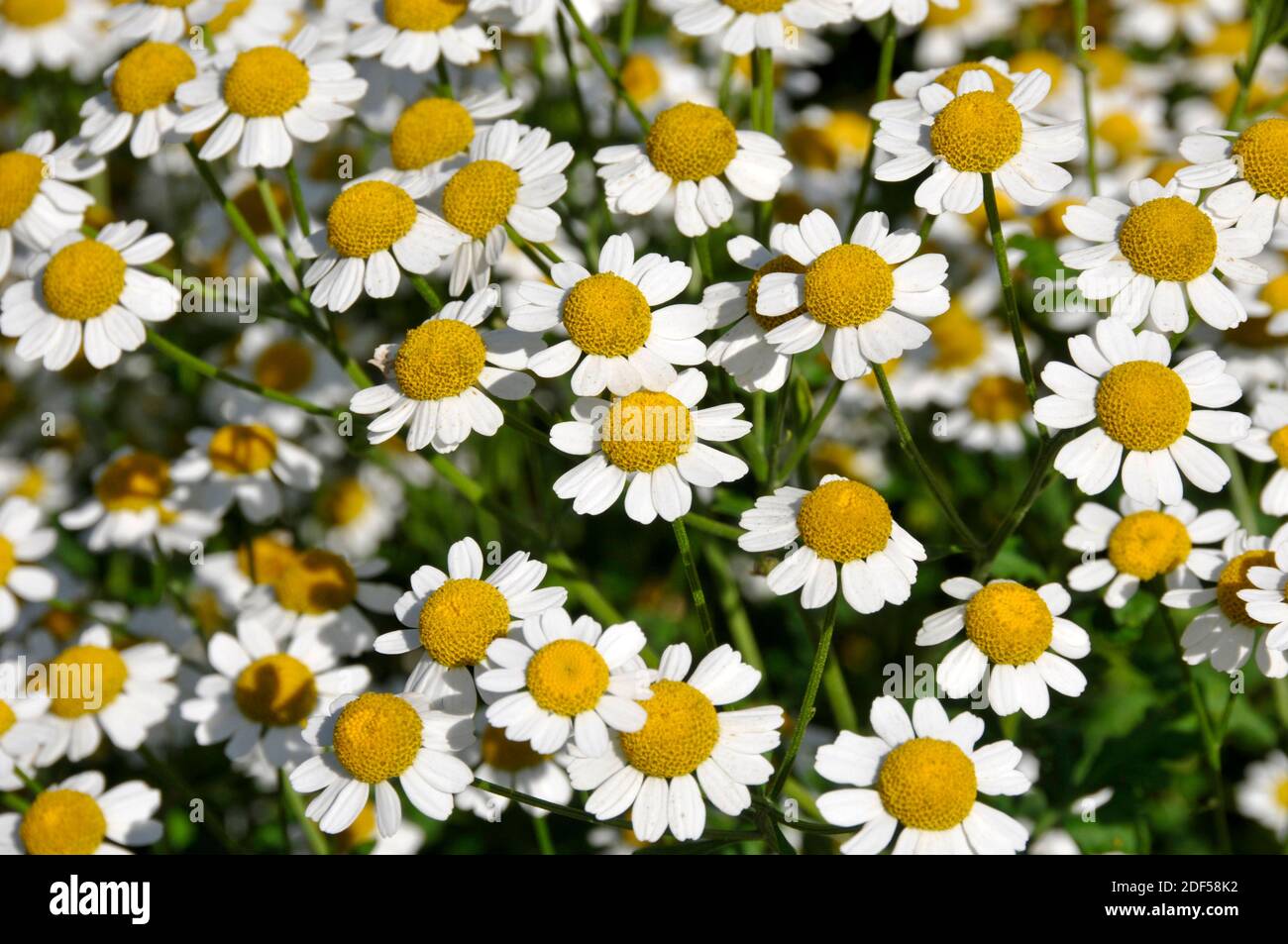 Flowers of Tanacetum parthenium Stock Photo