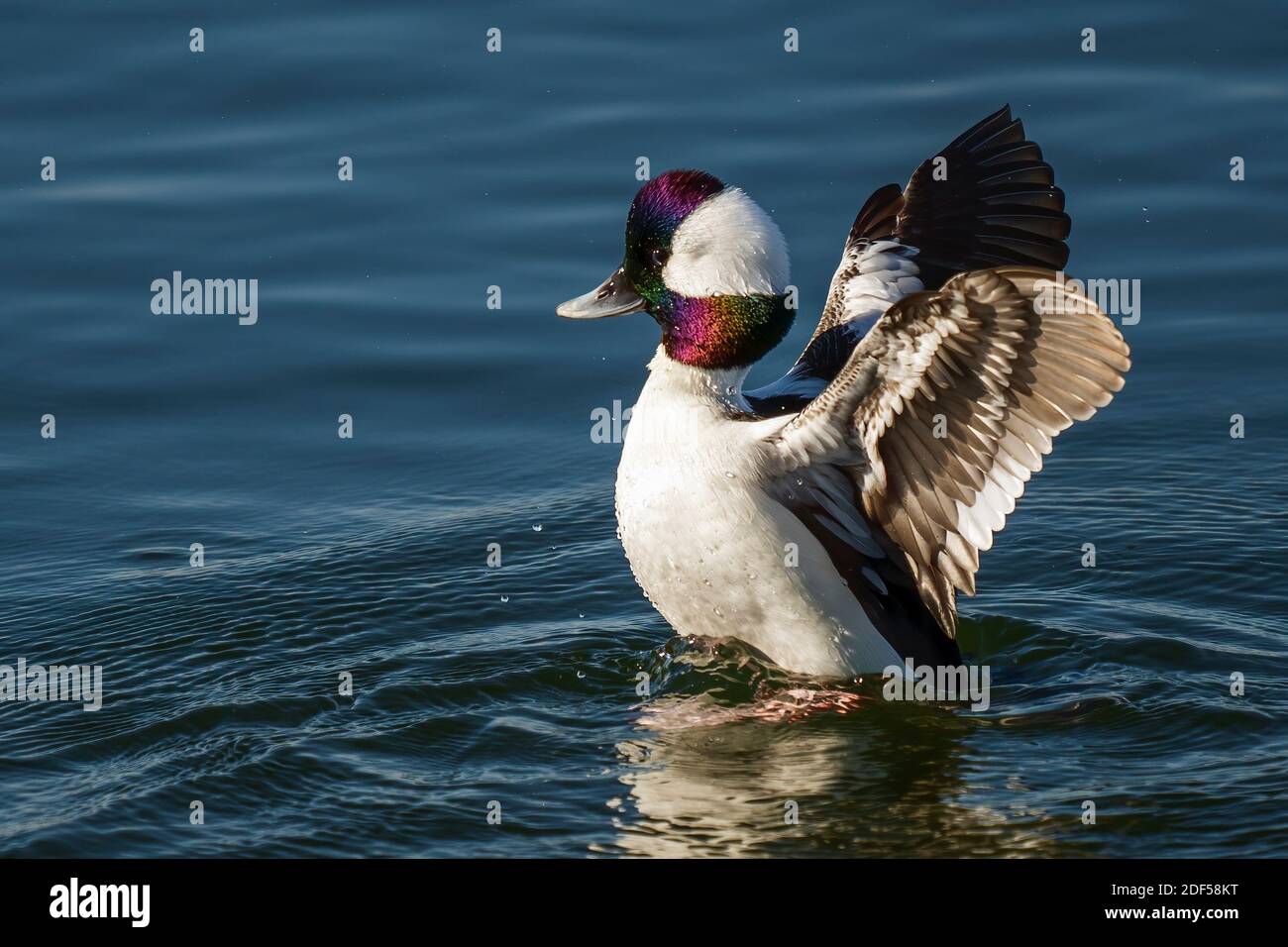 Huntington Beach, United States. 02nd Dec, 2020. A Bufflehead duck flaps  its wings at Bolsa Chica Ecological Reserve in Huntington Beach,  California. The reserve is about 1,300 acre of coastal estuary and