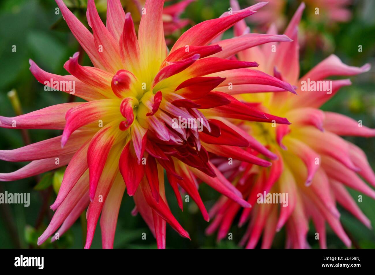 Flower of the dahlia Dahlia 'Electric Flash' Stock Photo