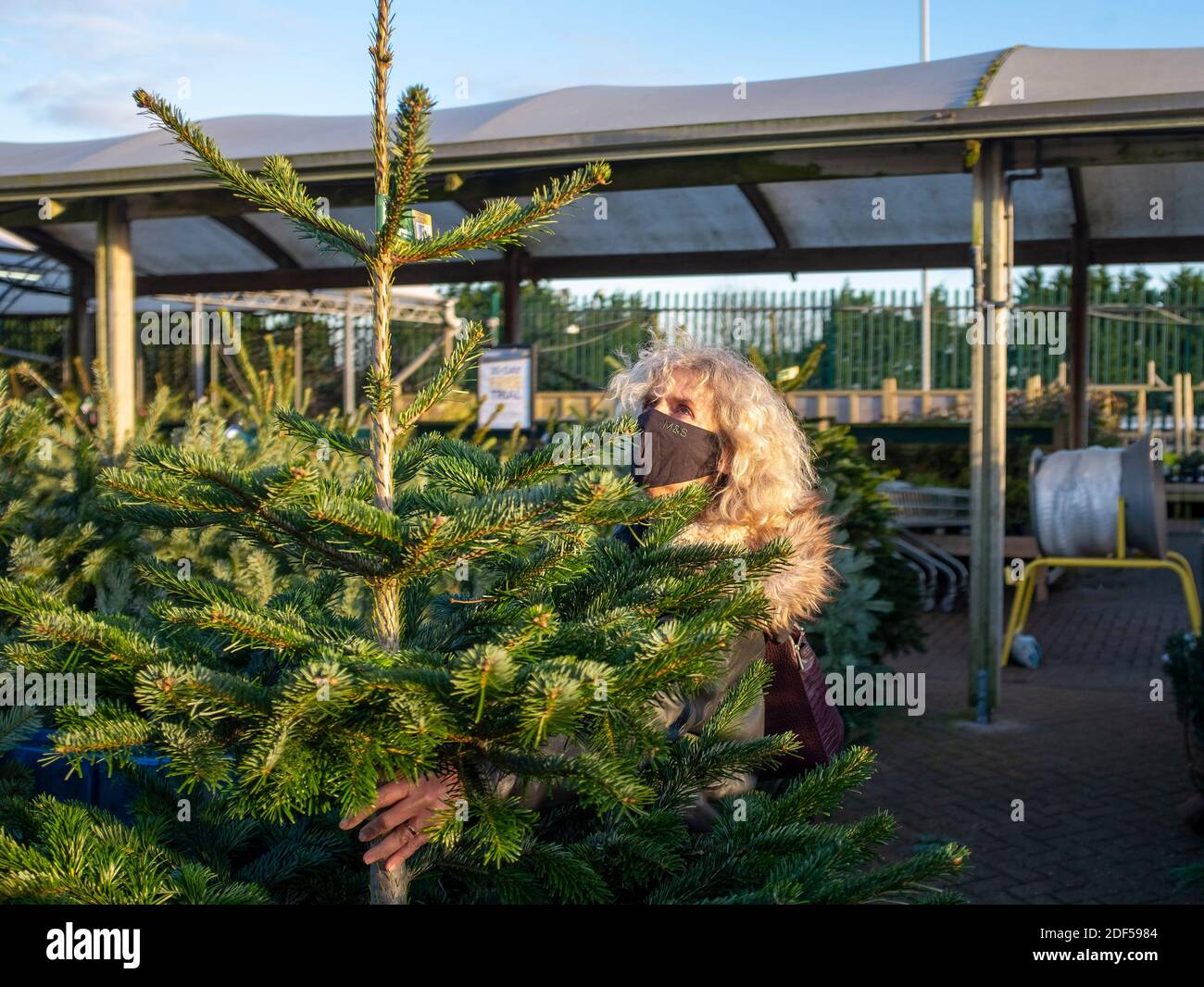 Woman shopper wearing face mask choosing a real Nordmann Pine Fir cut Christmas tree from a garden centre Stock Photo