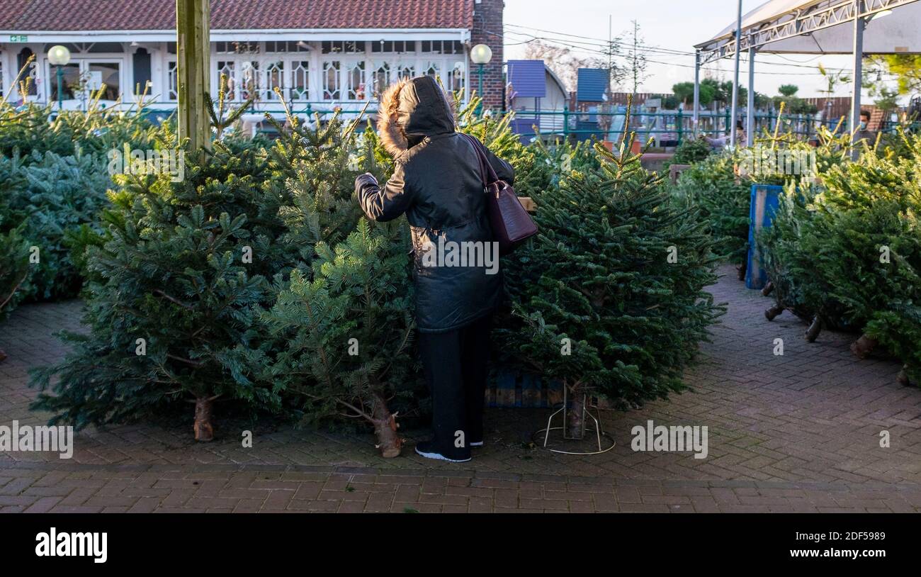 Woman shopper wearing face mask choosing a real Nordmann Pine Fir cut Christmas tree from a garden centre Stock Photo