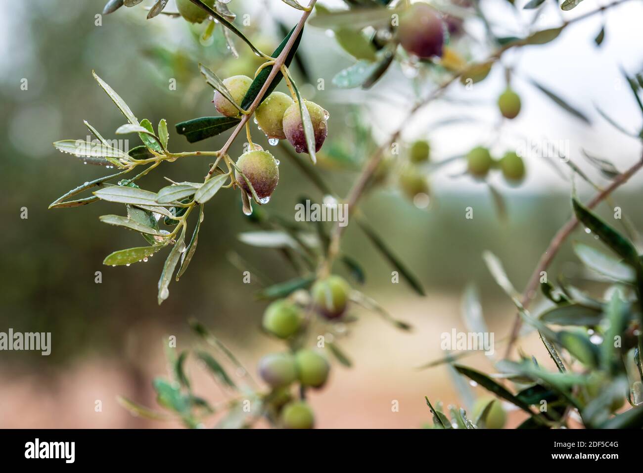 Olive branch with olives dripping on a blurred background. olive ...