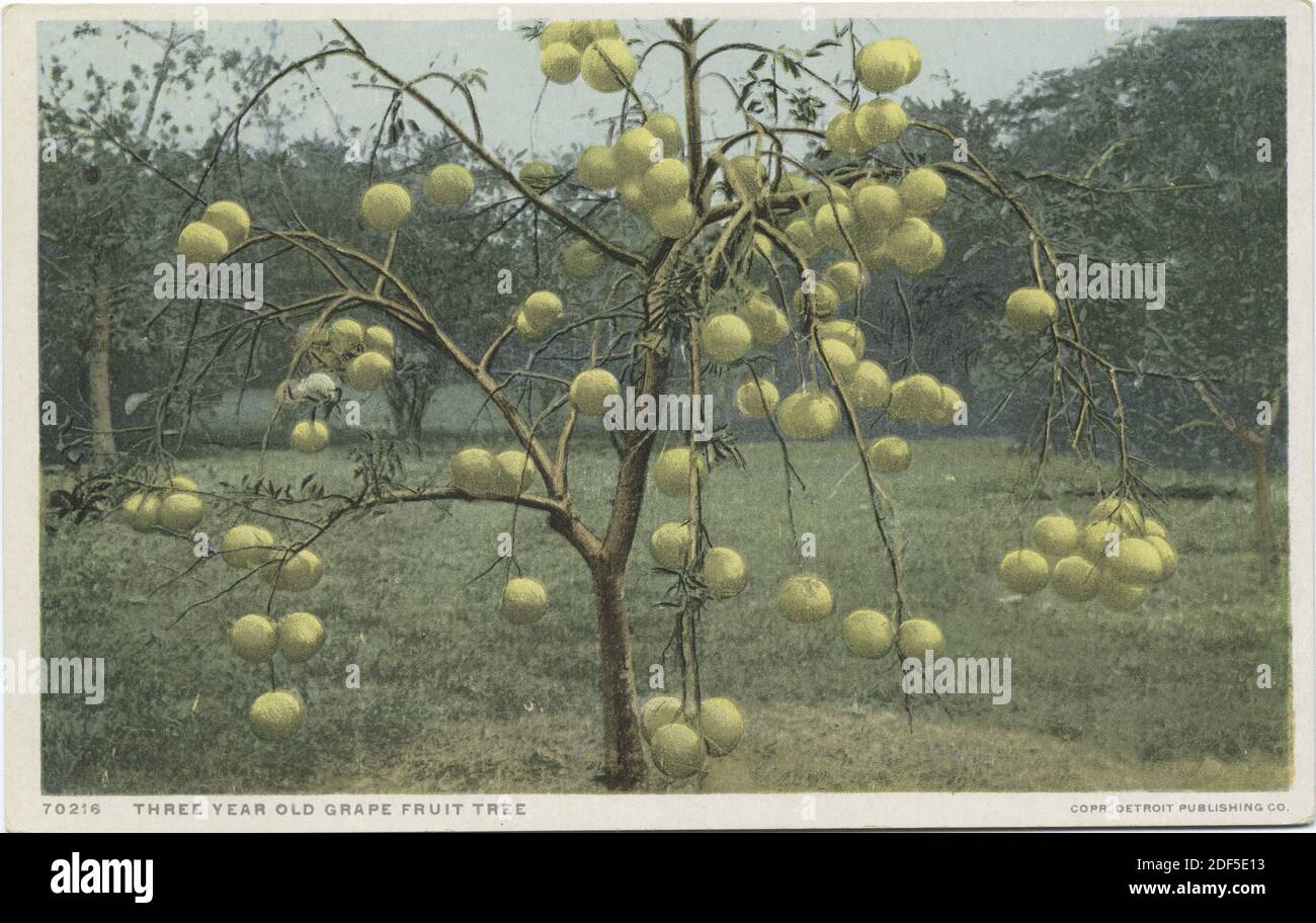 Three Year Old  Grape Fruit Tree, Florida, still image, Postcards, 1898 - 1931 Stock Photo