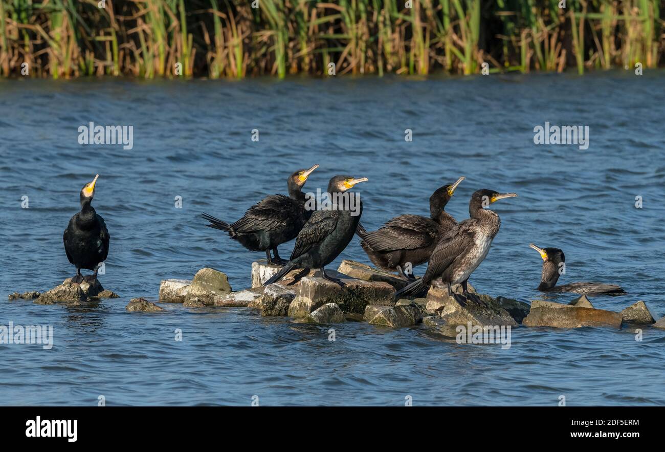 Group of adult and immature Common Cormorants, Phalacrocorax carbo, perched on rocks in coastal lagoon. Dorset. Stock Photo