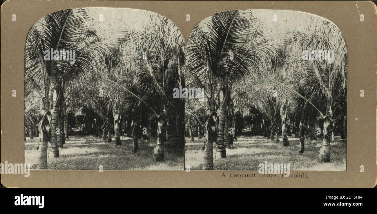 A cocoanut [coconut] grove, Honolulu., still image, Stereographs, 1850