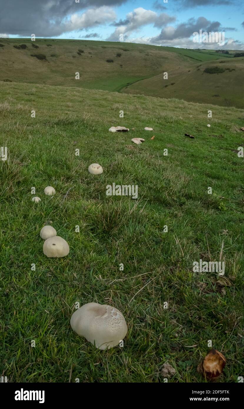 Horse Mushroom, Agaricus arvensis, growing in a ring in grazed pasture above Lulworth, Dorset. Stock Photo