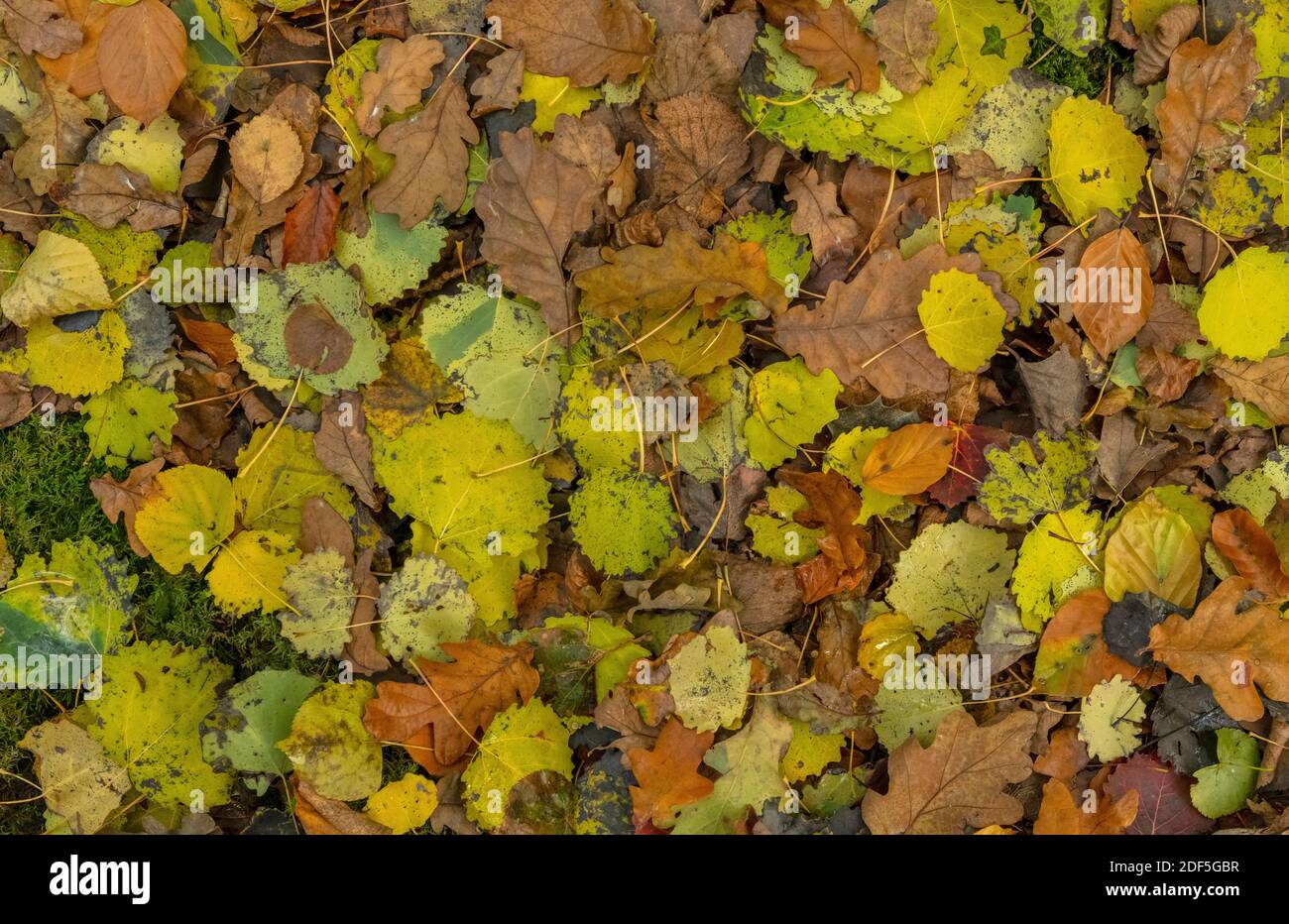 Oak tree lime tree hires stock photography and images Alamy