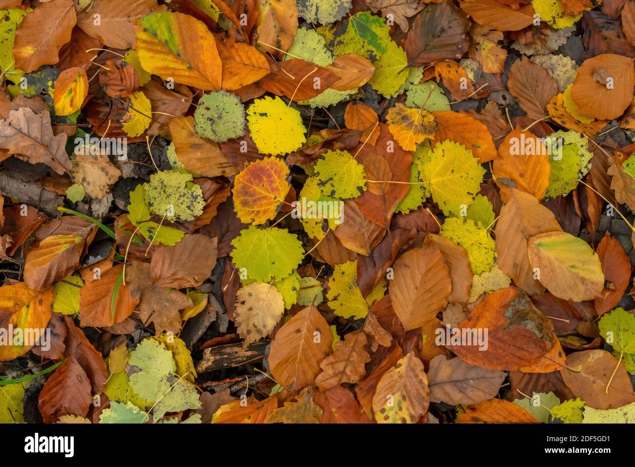 Fallen leaves of Aspen, Oak and Beech, in autumn in Castle Hill Woods, near Cranborne; Dorset. Stock Photo