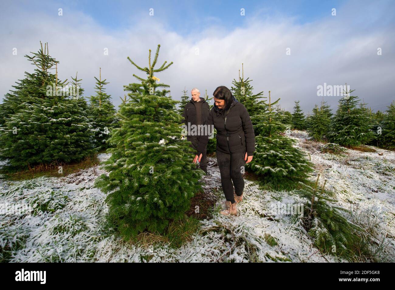 Buchlyvie, Trossachs and Loch Lomond National Park, Scotland, UK. 3rd Dec, 2020. Pictured: Joe. And Magda. A family enjoy the perfect day out (Joe the Dad and Magda the Mum) with their kids go on the hunt to select the perfect Christmas Tree at Duff Christmas Tree Farm near Buchlyvie in the picturesque countryside of the Trossachs and Loch Lomond National Park. Credit: Colin Fisher/Alamy Live News Stock Photo