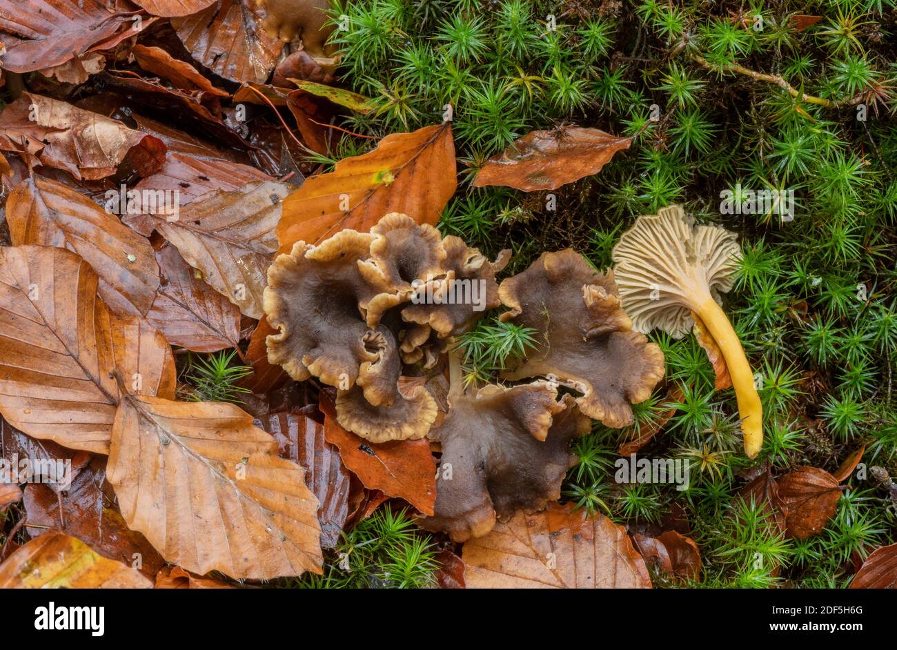Trumpet Chanterelle, Craterellus tubaeformis, grwing in mossy leaf litter under Beech trees, New Forest. Stock Photo