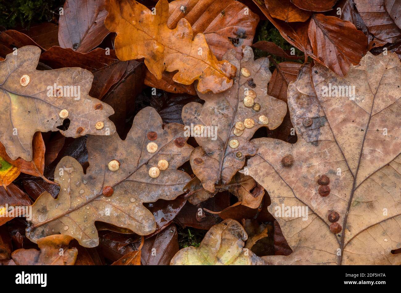 Common spangle galls, Neuroterus quercusbaccarum, on fallen rotting oak leaves in autumn. Stock Photo