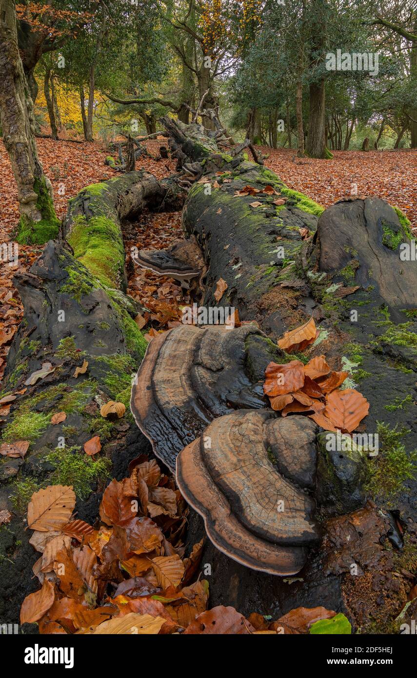 Southern Bracket, Ganoderma australe, fungus on fallen beech tree in autumn, New Forest. Stock Photo