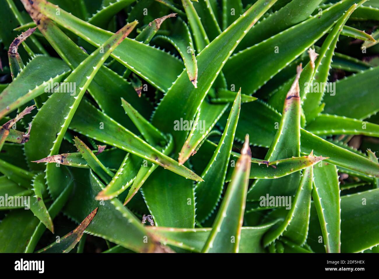 Closeup agave cactus, abstract natural pattern background and textures. Sharp pointed agave plant leaves bunched together. Stock Photo