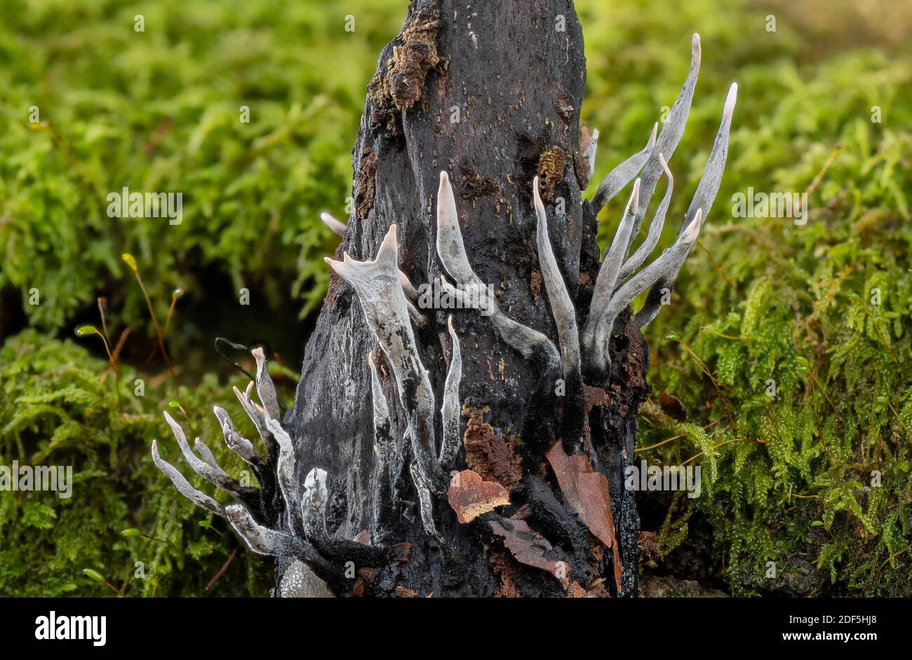 Candlesnuff fungus, Xylaria hypoxylon, growing on old mossy log in late autumn. Stock Photo