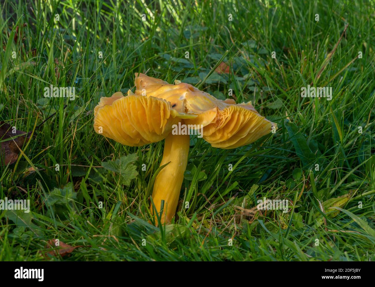 Persistent Waxcap, Hygrocybe acutoconica var. acutoconica, with caps flattening as they mature. Mown grass in cemetery. Stock Photo