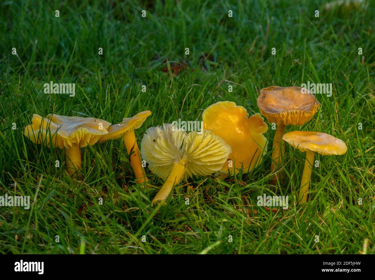 Group of Golden Waxcap, Hygrocybe chlorophana, in mown grassland, Wimborne Cemetery, Dorset. Stock Photo