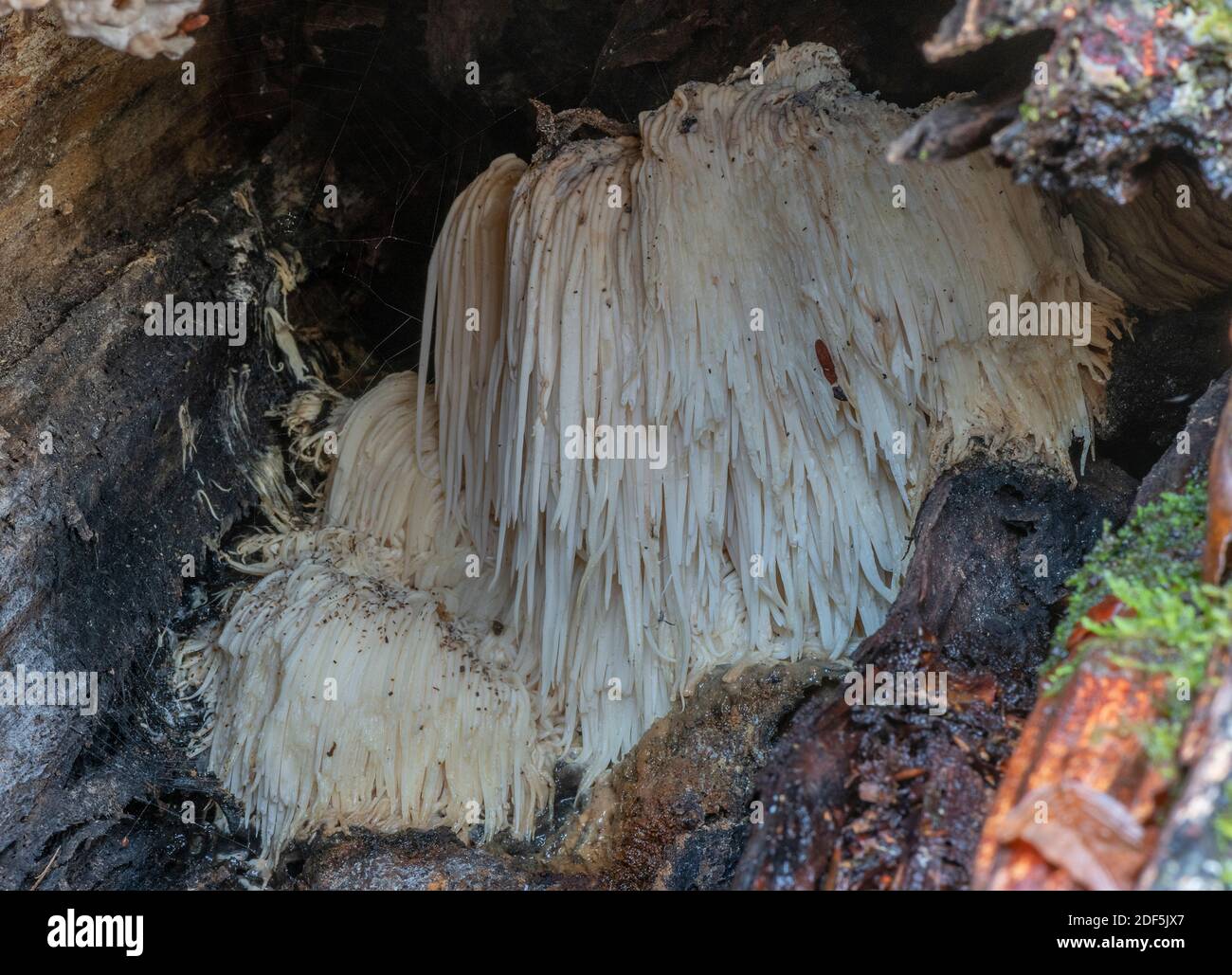 Clump of Bearded Tooth, Hericium erinaceus, fungus in a hollow beech log, New Forest. Stock Photo
