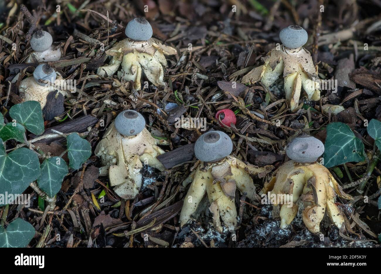 An endemic Earthstar fungus, Geastrum britannicum in churchyard under Yew trees, Hampshire Stock Photo