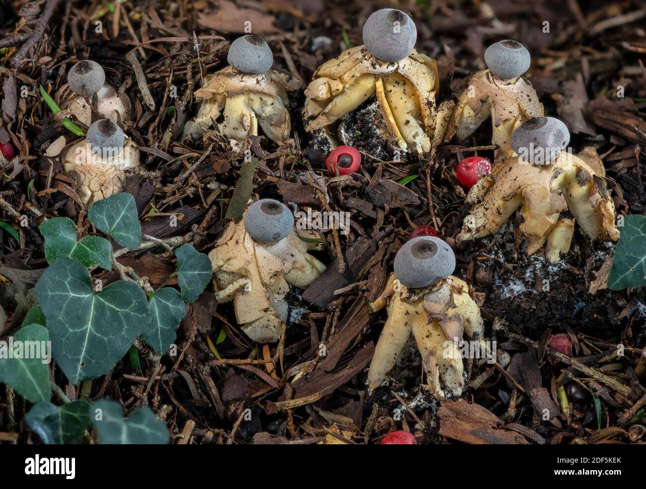 An endemic Earthstar fungus, Geastrum britannicum in churchyard under Yew trees, Hampshire Stock Photo