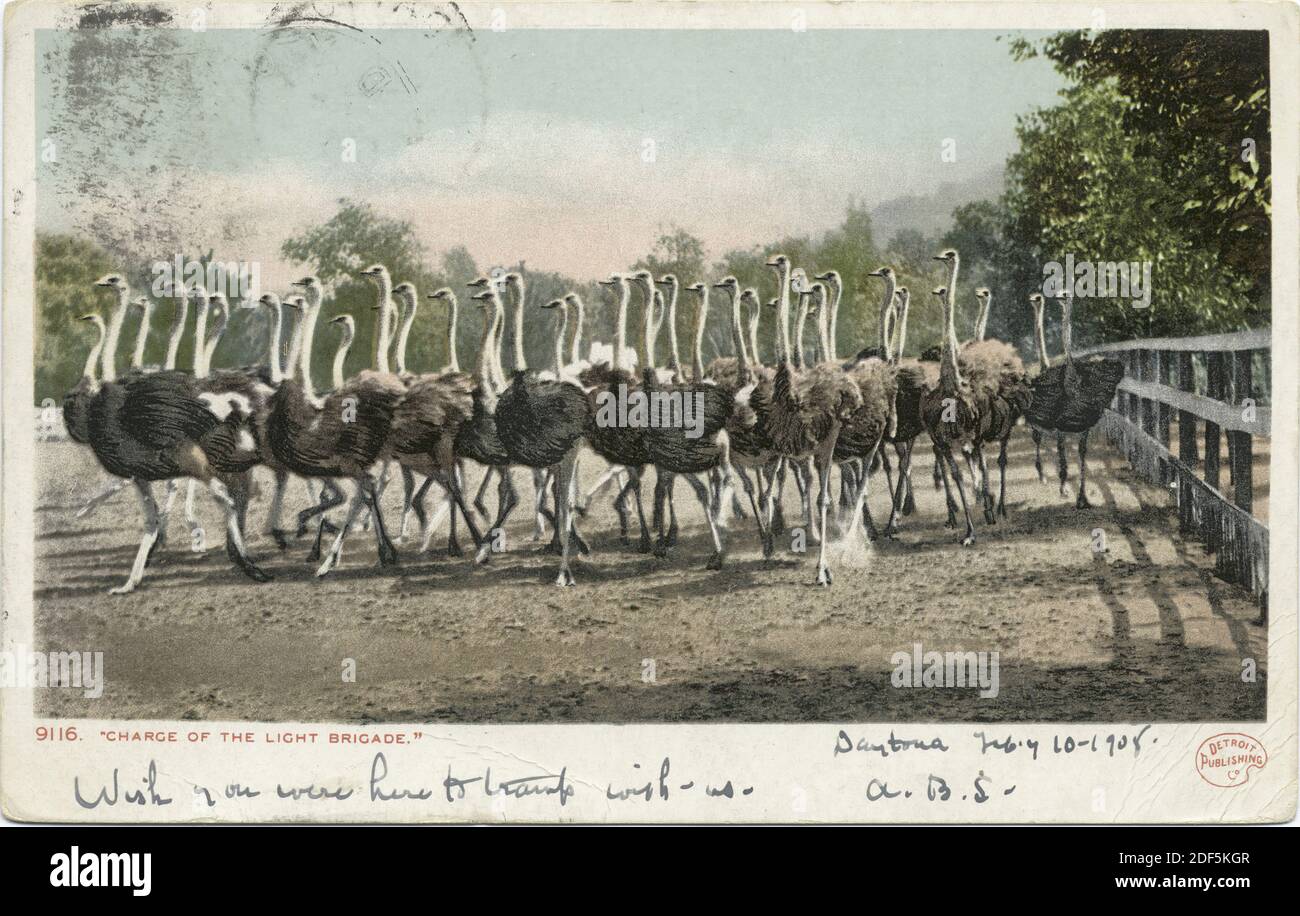 Charge of the Light Bridge, Cawston Ostrich Farm, So. Pasadena, Calif