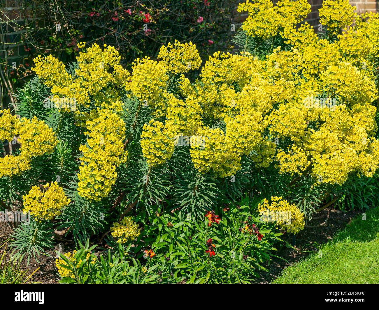 Euphorbia characias subs wulfenii a spring summer evergreen flowering shrub plant with a  springtime summer yellow flower, stock photo image Stock Photo
