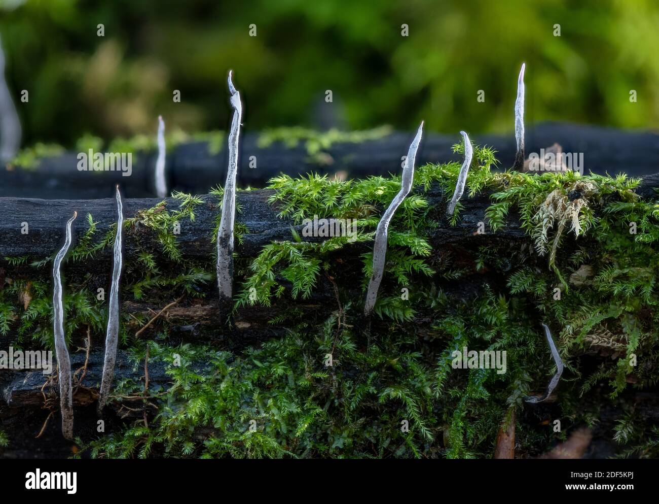 Candlesnuff fungus, Xylaria hypoxylon, growing on old mossy log in late autumn. Stock Photo