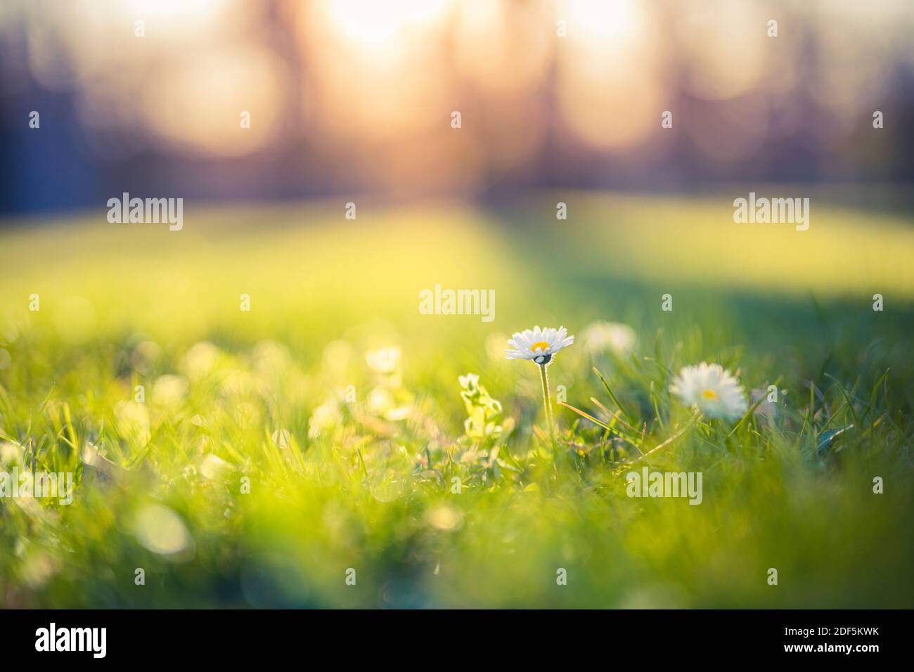 Dream nature foliage, meadow grass and daisy flowers with sunset light ...