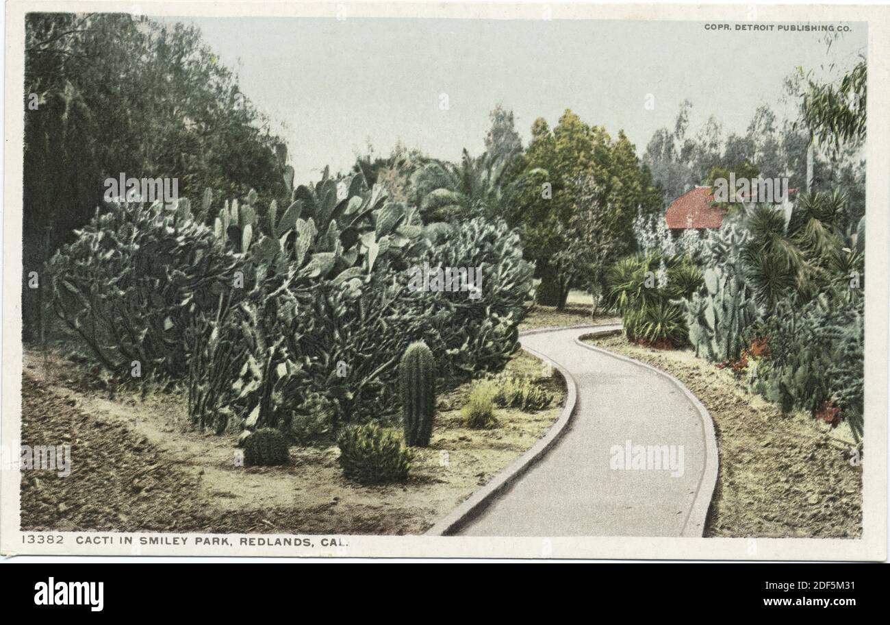 Cacti in Smiley Park, Redlands, Calif., still image, Postcards, 1898