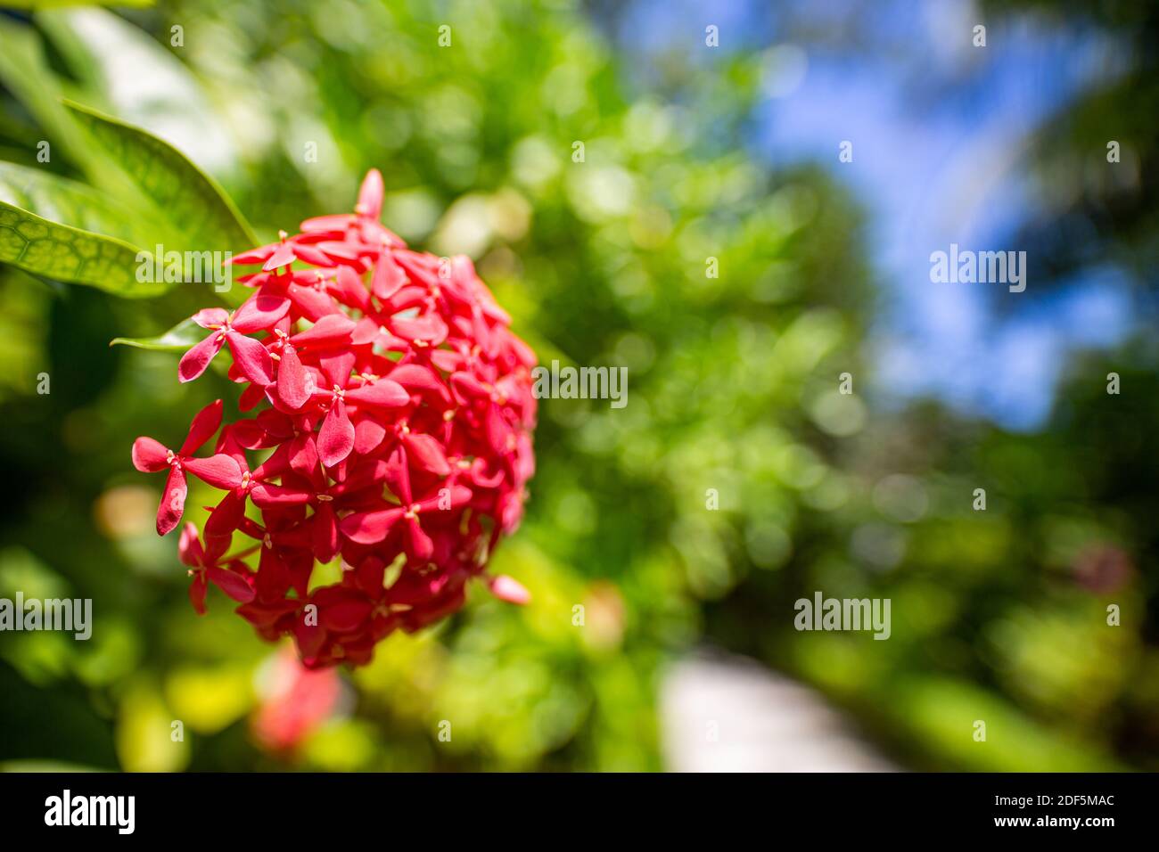 Tropical floral backdrop. Exotic flowers with blurred nature background. Santan flower in Maldives island. Red Santan tropical blossom closeup Stock Photo