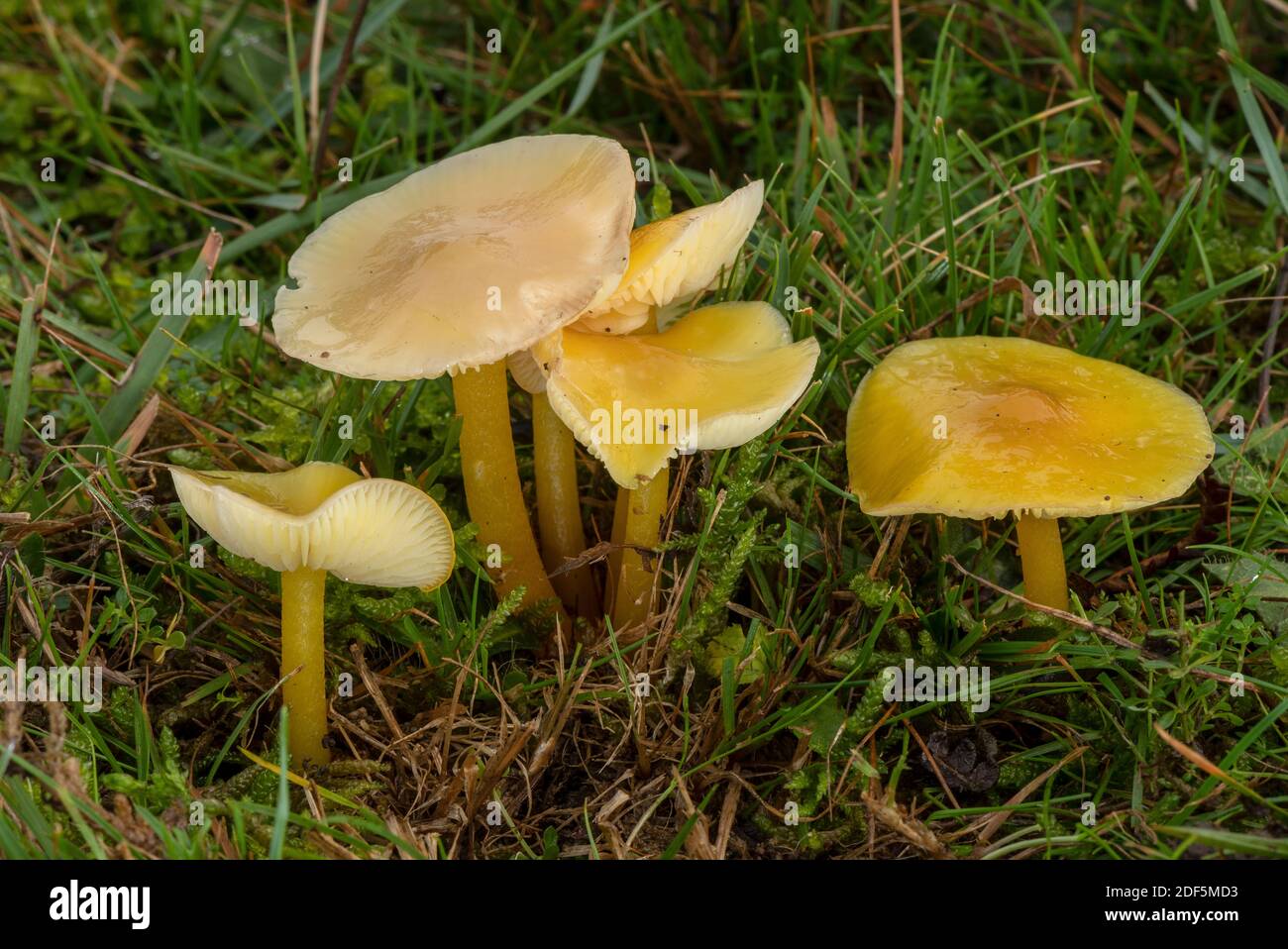 Group of Golden Waxcap, Hygrocybe chlorophana, fungi in grazed grassland, Corfe Common, Dorset. Stock Photo