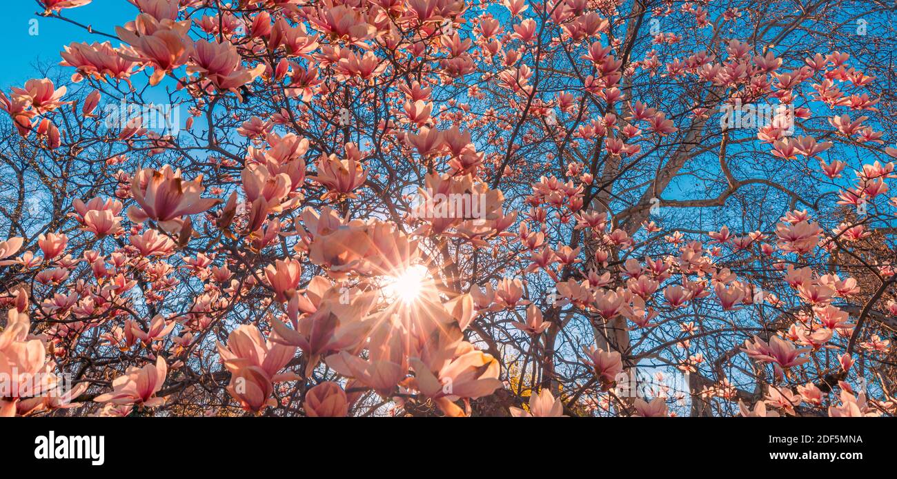 Perfect nature background for spring or summer background. Pink magnolia flowers and soft blue sky as relaxing moody closeup. Amazing nature flowers Stock Photo