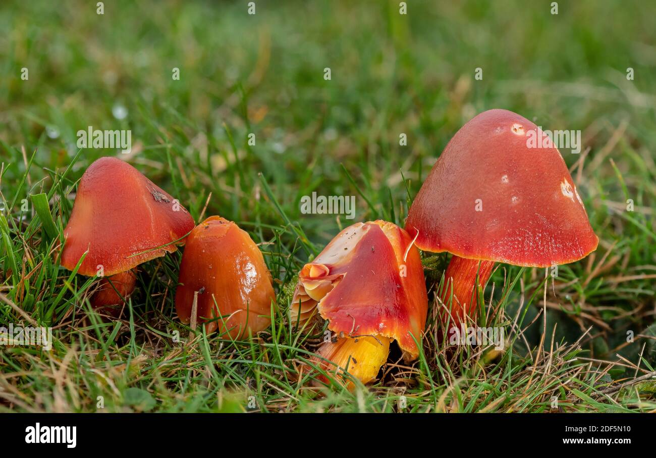 Group of Crimson Waxcap, Hygrocybe punicea, fungi in grazed grassland, Corfe Common, Dorset. Stock Photo
