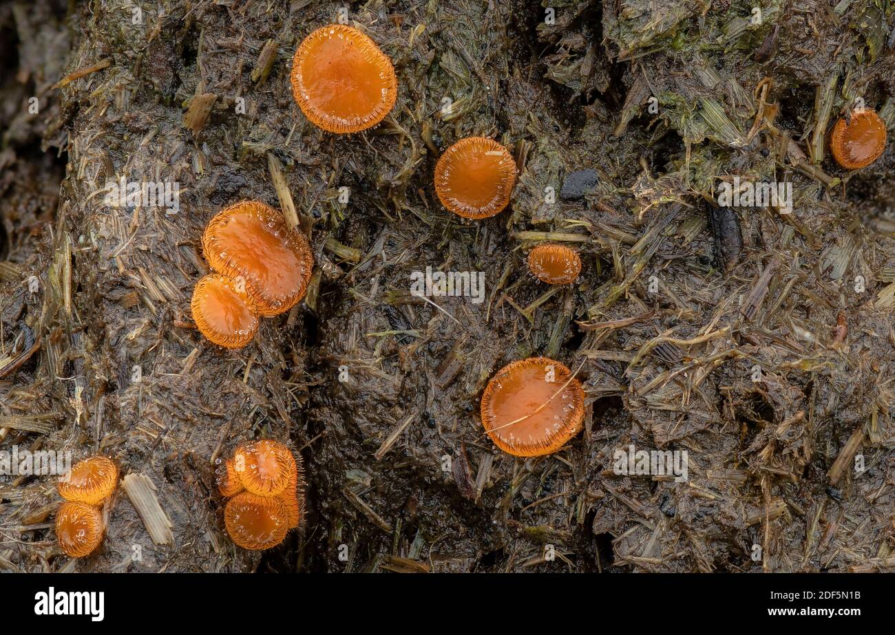 An eyelash fungus, Cheilymenia fimicola, growing on horse dung in pasture. Dorset. Stock Photo