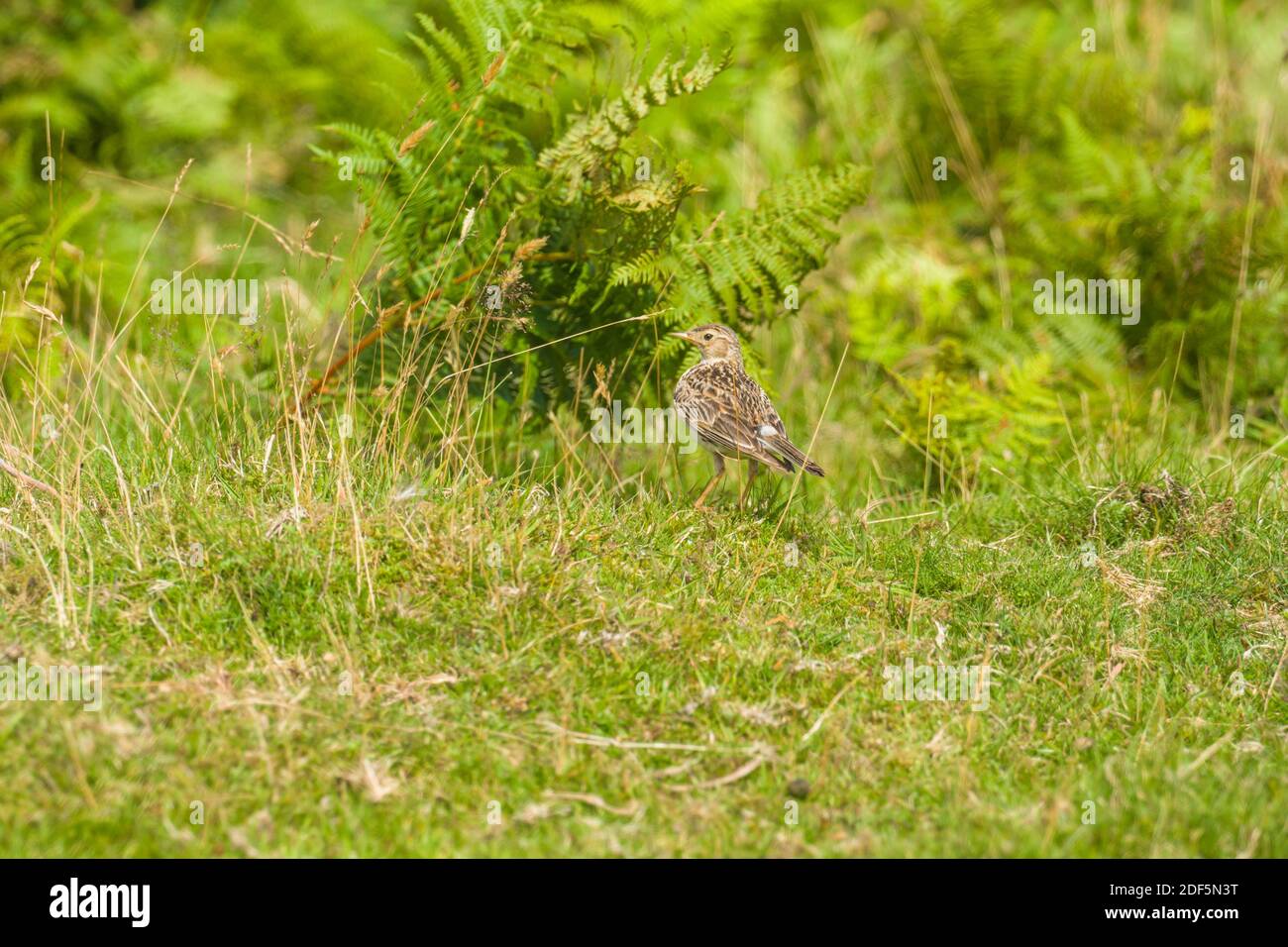 Skylark (Alauda arvensis) Singing on ground, Bradnor Hill Kington Herefordshire UK. July 2020. Stock Photo