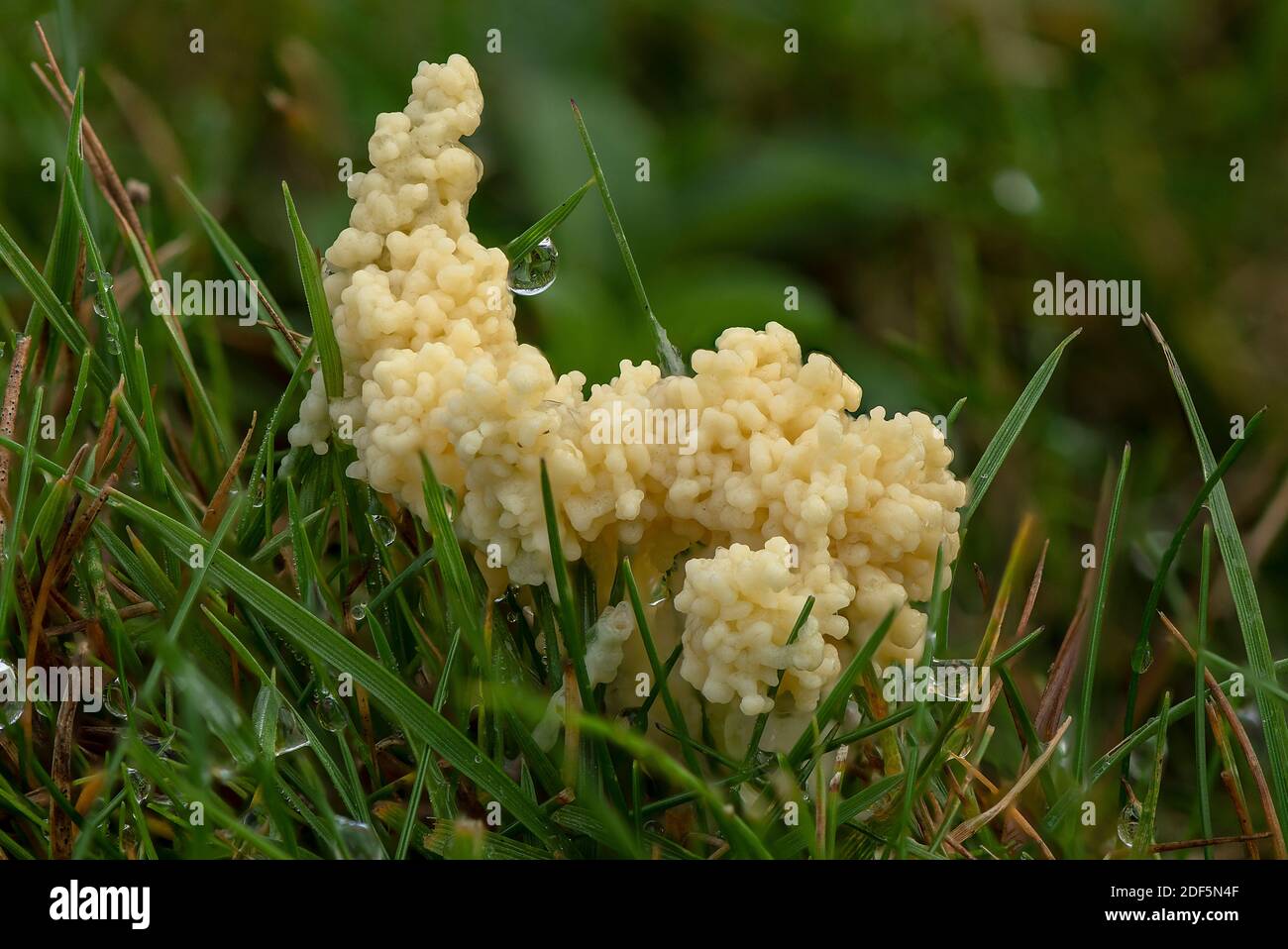 Dog sick slime mould, Mucilago crustacea on grassland in autumn. Stock Photo