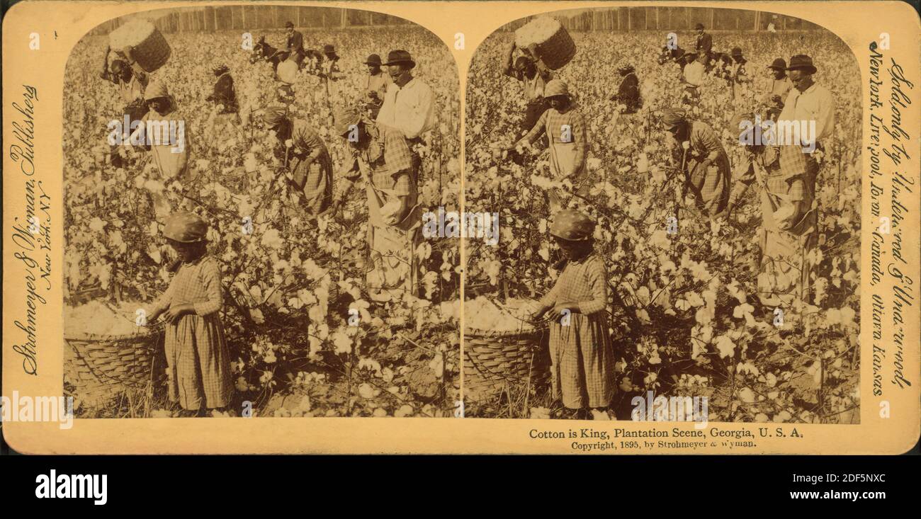 Cotton is king A plantation scene, still image