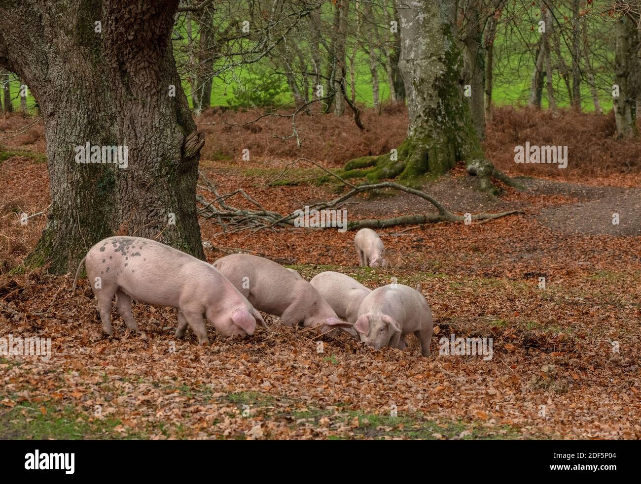 Large White pigs in open woodland along the Dockens Water, at Moyles Court. New Forest. Stock Photo