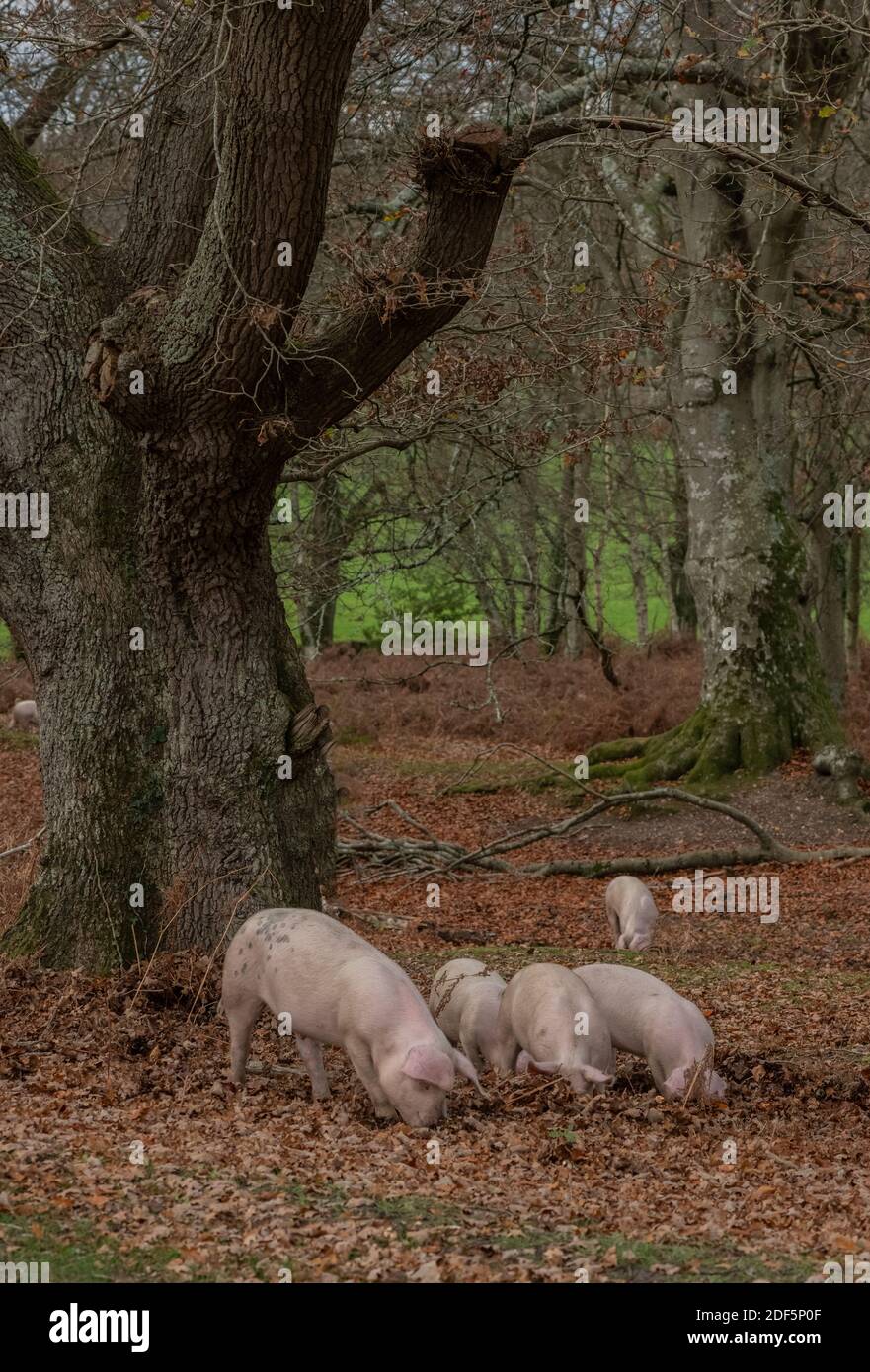 Large White pigs in open woodland along the Dockens Water, at Moyles Court. New Forest. Stock Photo