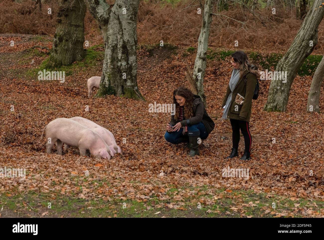 Large White pigs in open woodland along the Dockens Water, at Moyles Court, with tourists. New Forest. Stock Photo