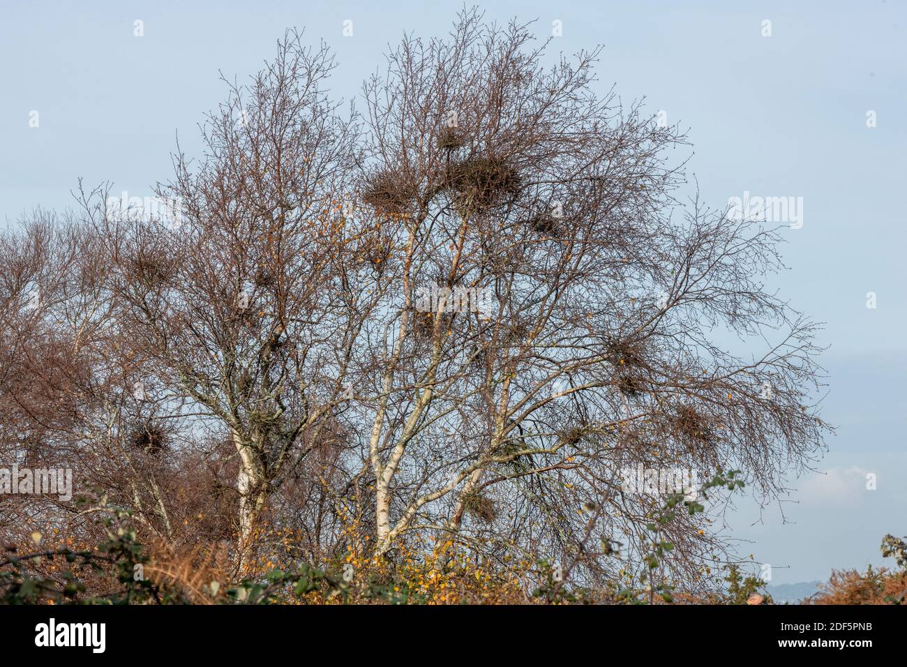 Witches’ broom, Taphrina betulina, growing on Birch tree on Studland dunes, Dorset. Stock Photo