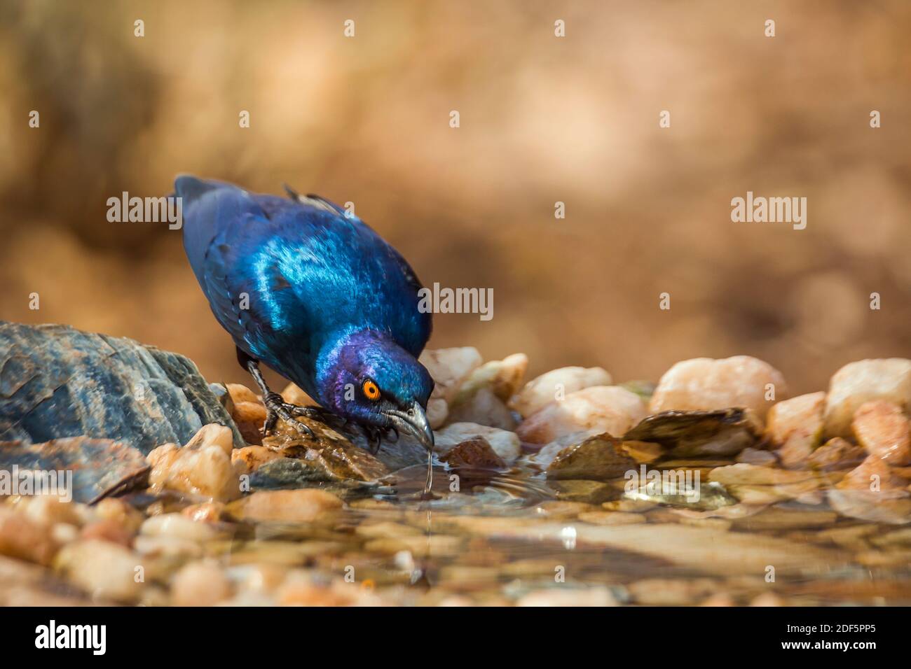 Greater Blue-eared Glossy Starling drinking at waterhole in Kruger National park, South Africa ; Specie Lamprotornis chalybaeus family of Sturnidae Stock Photo