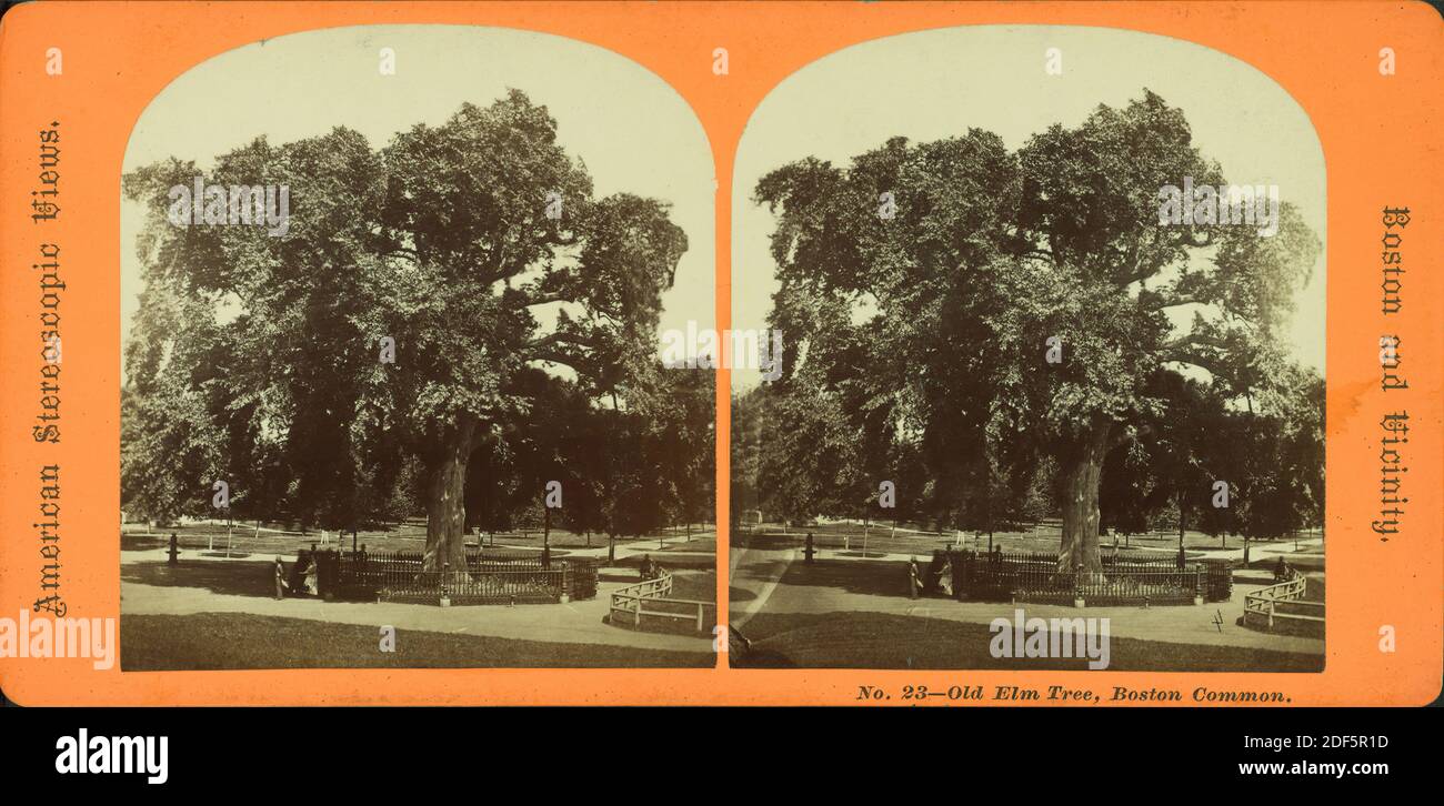 Old elm tree, Boston Common., still image, Stereographs, 1850 - 1930 Stock Photo