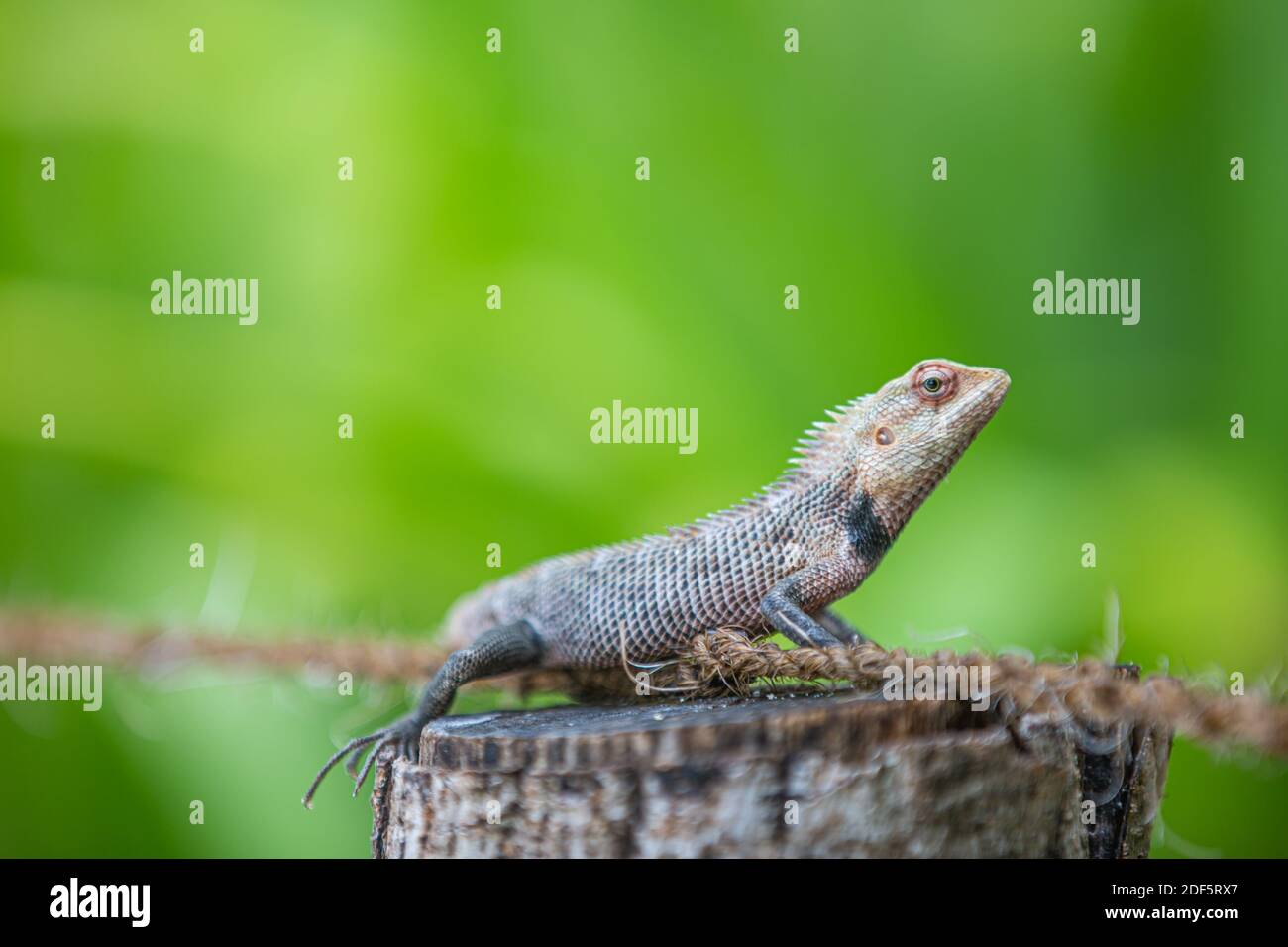 Tropical lizard on branch, green lizard sunbathing on branch, green lizard climb on wood, Dragon lizard. Tropical jungle closeup animal portrait Stock Photo