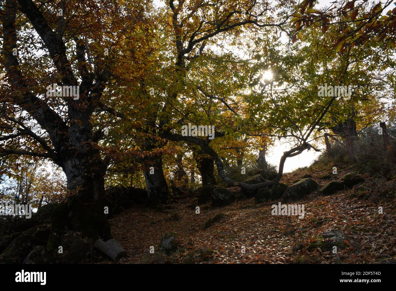 An autumn landscape among the shapes that make the shadows of the chestnut trees Stock Photo
